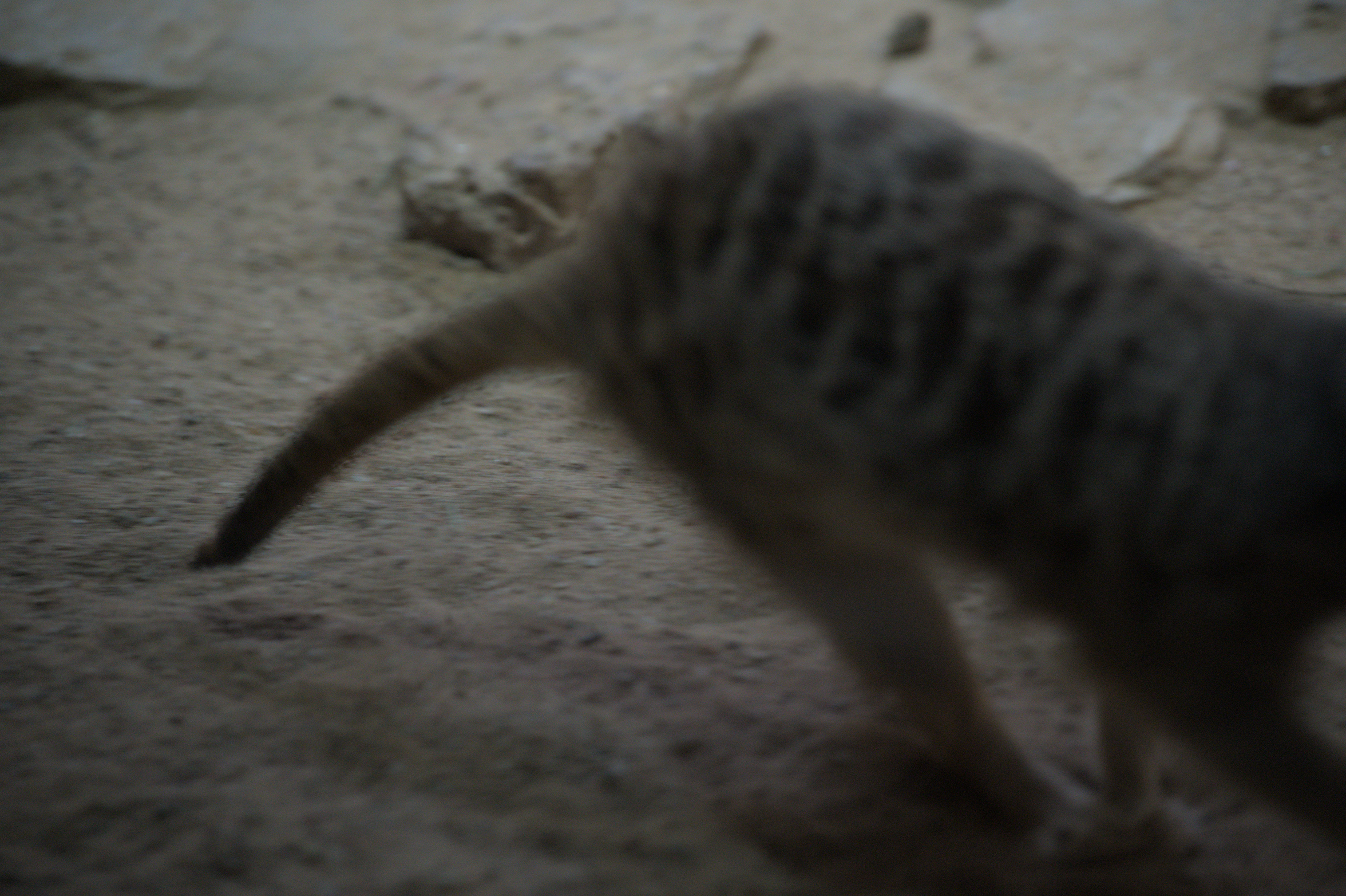 2025/10/12 - zoo/DSC_0328.jpg